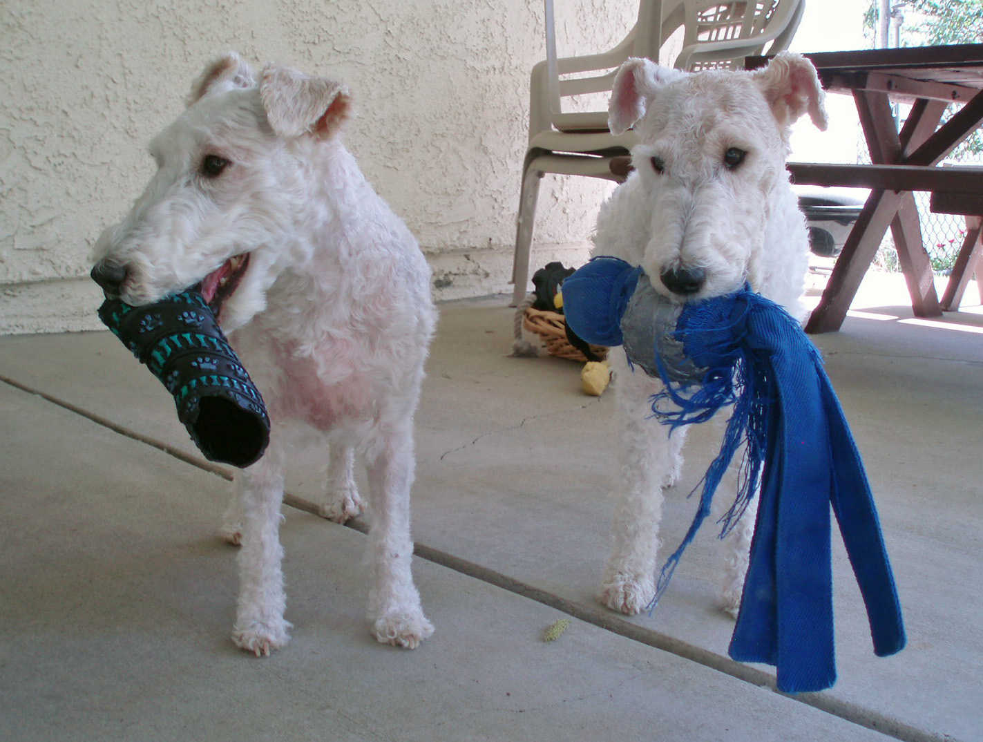 White wire haired fox cheap terrier