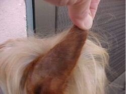 Yorkie leather sale ear